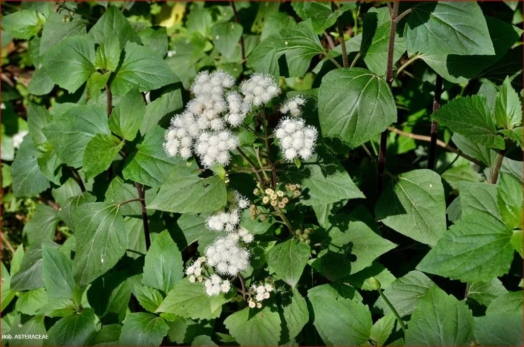 Ageratina adenophora? No, Ageratina havanensis